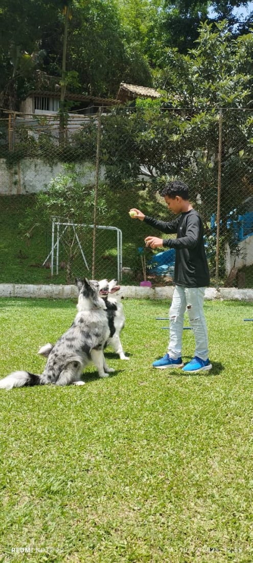 Hotel de Cães JS Pet Resort