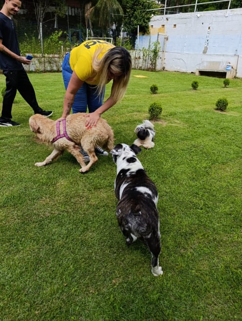 Hotel de Cães JS Pet Resort