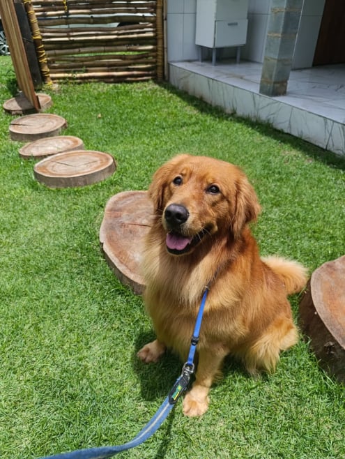 Hotel de Cães JS Pet Resort