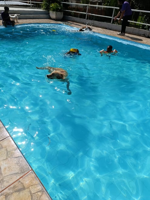 Hotel de Cães JS Pet Resort